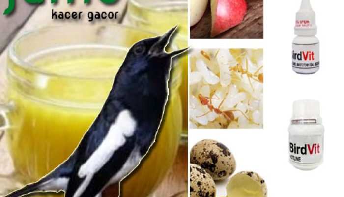 inilah-racikan-jamu-minuman-kacer-biar-cepat-gacor
