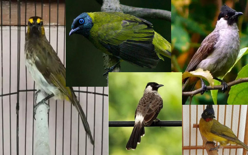 5 Jenis Burung Kutilang Yang Mempunyai Suara Merdu
