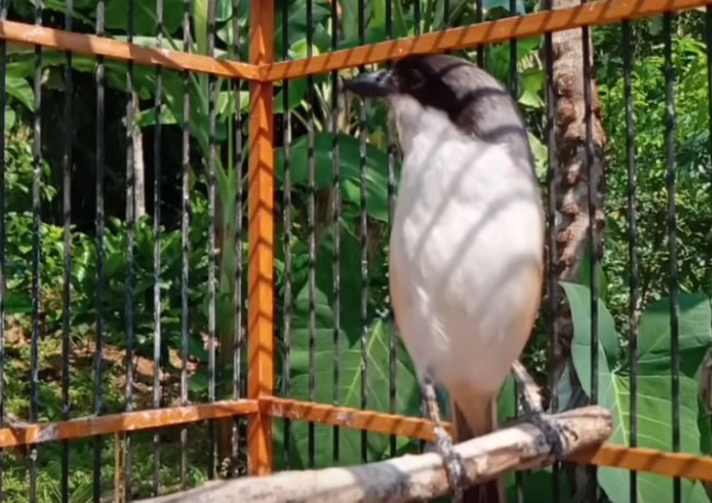 Cara Memaster Burung Cendet Agar Cepat Masuk