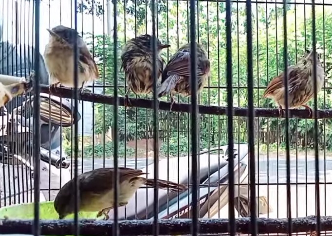 Pasaran Harga Burung Flamboyan