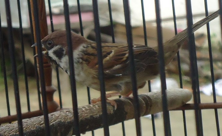 Harga Burung Gereja