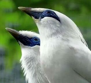 Mengenal Jenis Burung Jalak Bali, Habitat, Makanan, Harga