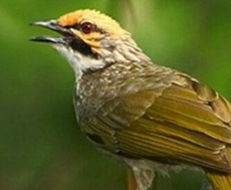Mengenal Jenis Burung Cucak Rowo Terbaik Dan Terpopuler