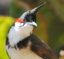 Asal Usul Burung Kutilang Jambul