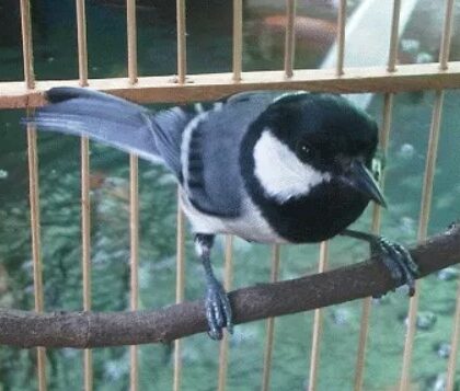 Cara Menjinakan Burung Gelatik Batu Giras dengan Mudah