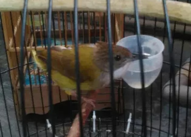 Cara Merawat Cucak Jenggot Lagi Mabung