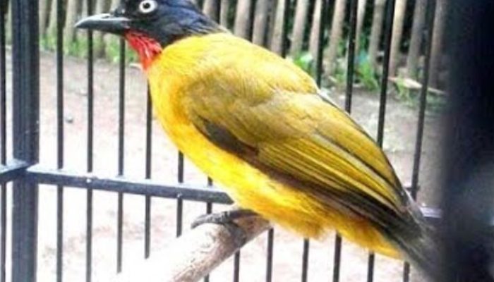 download-suara-burung-kutilang-emas-gacor