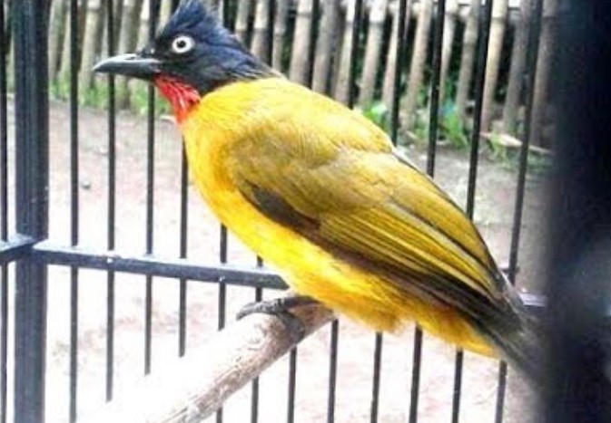 Download Suara Burung Kutilang Emas Gacor