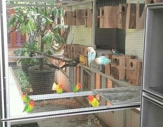 Cara Mudah Ternak Lovebird Agar Cepat Bertelur Untuk Pemula