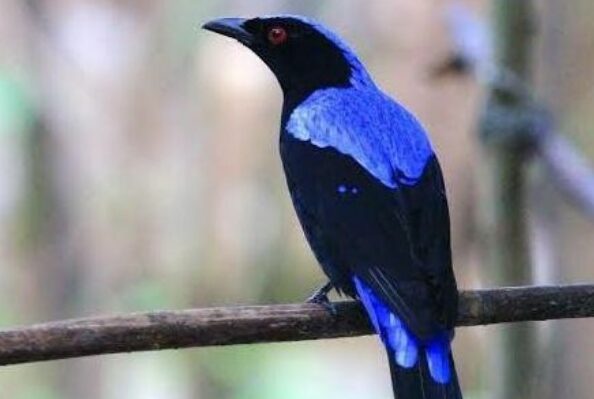 Cara Merawat Burung Cucak Biru Agar Gacor
