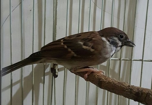 Cara Menjinakkan Burung Gereja Tangkapan Liar