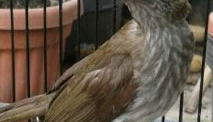mengenal-burung-siri-siri-beserta-makanan,-harga,-suara