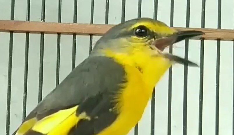 Download Suara Burung Mantenan Gacor