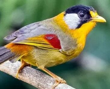 Burung Panca Warna Adalah Masteran Terbaik Untuk Kenari