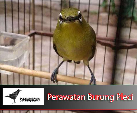 Cara Perawatan Pleci Biar Gacor