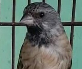 Mengenal Burung Blackthroat (Kenari Afrika), Ciri, Makanan, Suara, Harga
