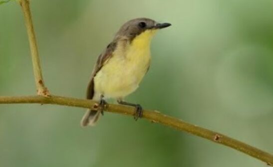 Burung Remetuk Laut
