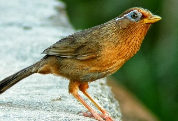 Inilah Spesifik Burung Jenis Wambi