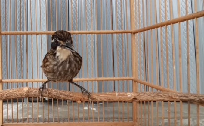 Burung Rawa Rawa