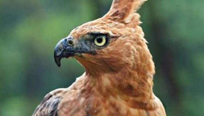 mengenal-jenis-burung-elang-jawa,-ciriciri,-makanan,-harga