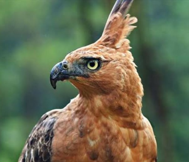Mengenal Jenis Burung Elang Jawa, CiriCiri, Makanan, Harga
