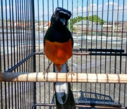 3 Jenis Burung Murai Batu Borneo Yang Memiliki Kualitas Terbaik