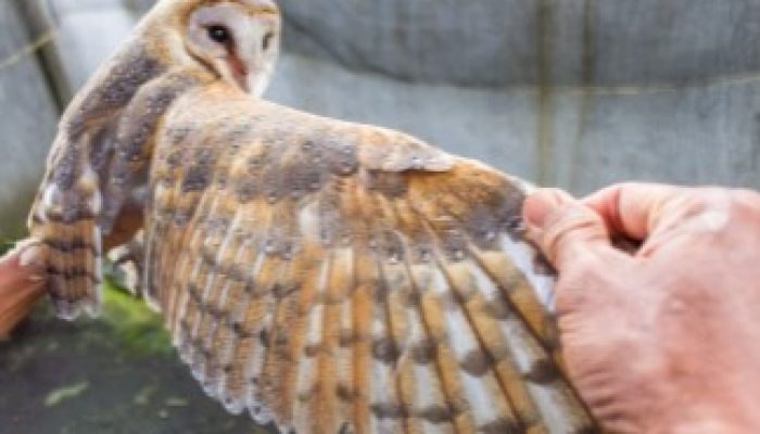 cara-menjinakkan-burung-hantu