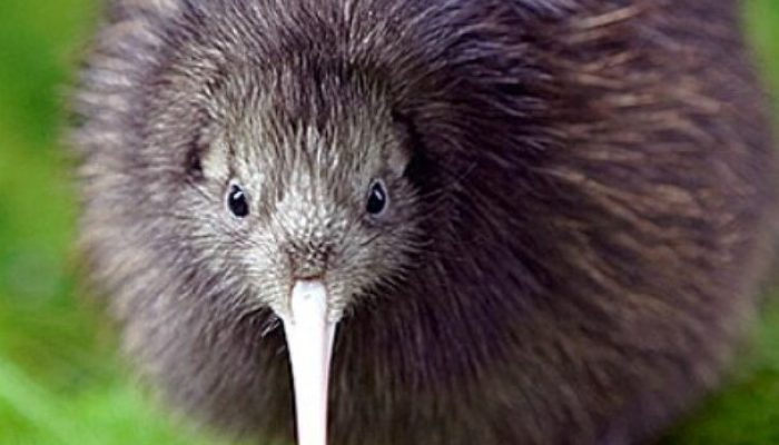 mengenal-ciri-burung-kiwi-beserta-habitat-di-alam-liar