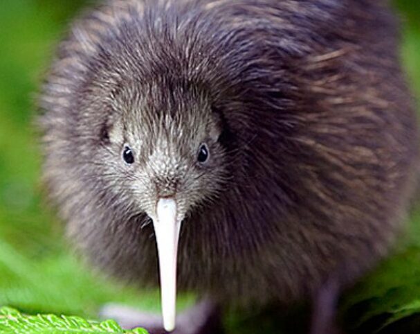 Mengenal Ciri Burung Kiwi Beserta Habitat Di Alam Liar