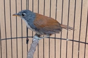 Burung Sniper
