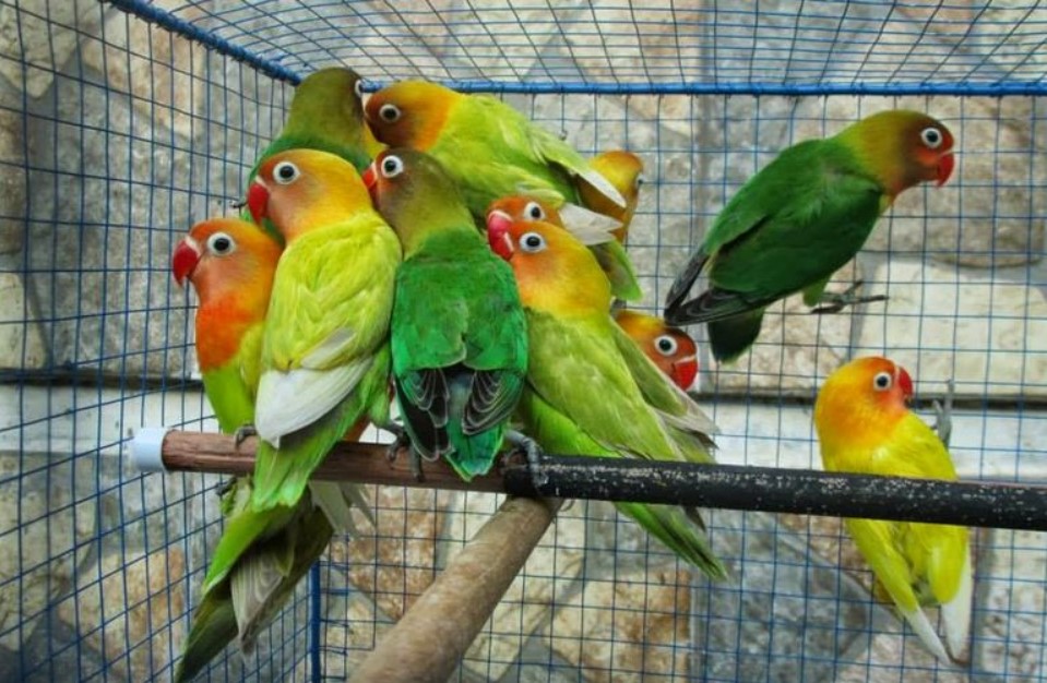 Cara Memilih Lovebird Calon Juara