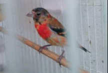 Harga Burung Red Siskin Gacor