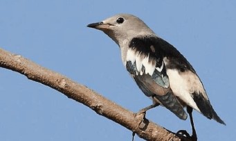 Download Suara Burung Jalak Kapas Mp3