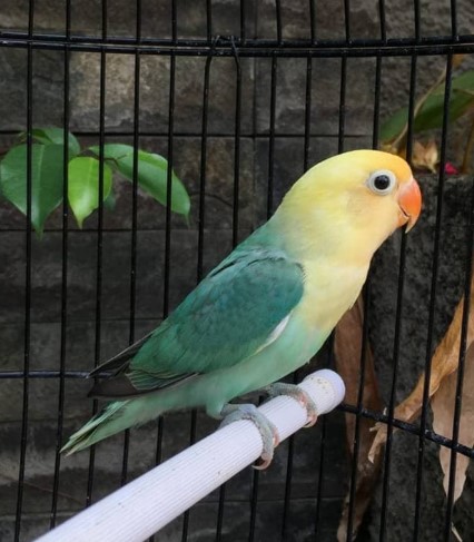 Jenis Dan Harga Burung Lovebird Parblue