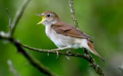 Makanan Burung Sikatan Londo