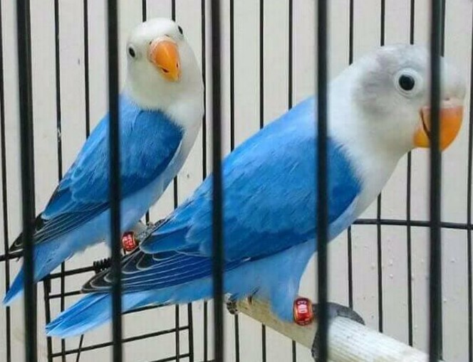 Daftar Harga Burung Lovebird Termahal