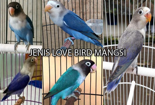 5 Jenis Lovebird Mangsi Yang Berkuallitas