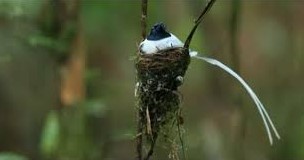 Cara Merawat Burung Tali Pocong