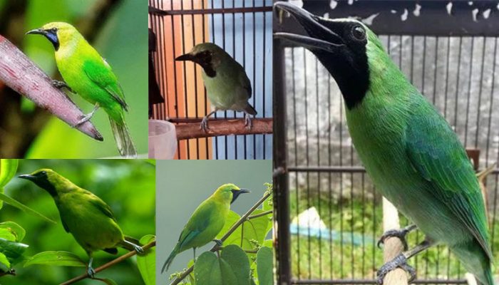 mengenal-5-jenis-burung-cucak-ijo-terbaik-di-indonesia