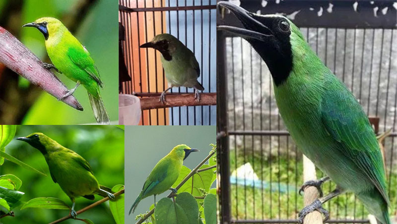 Mengenal 5 Jenis Burung Cucak Ijo Terbaik Di Indonesia