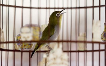 Cara Memaster Pleci Yang Benar