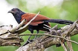 Download Suara Burung Bubut Mp3