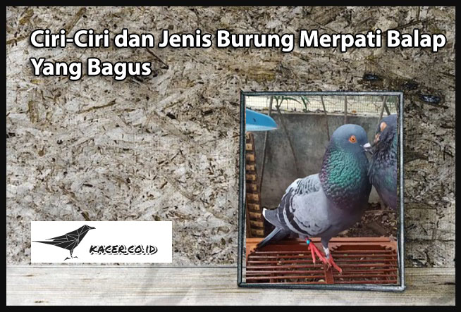 Ciri-Ciri dan Jenis Burung Merpati Balap yang Bagus