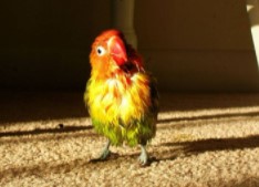 Penyebab Lovebird Sering Cabut Bulu