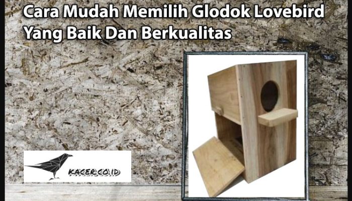 cara-mudah-memilih-glodok-lovebird-yang-baik-dan-berkualitas