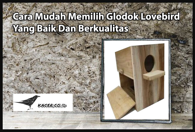 Cara Mudah Memilih Glodok Lovebird Yang Baik Dan Berkualitas