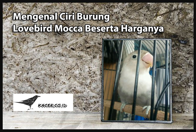 Mengenal Ciri Burung Lovebird Mocca Beserta Harganya