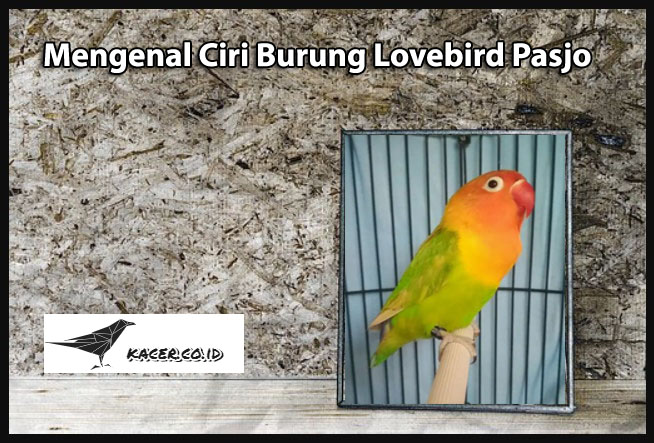 Mengenal Ciri Burung Lovebird Pasjo