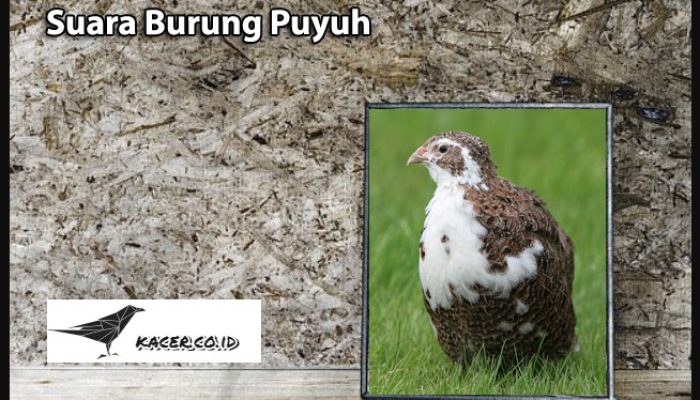 download-suara-burung-puyuh-mp3