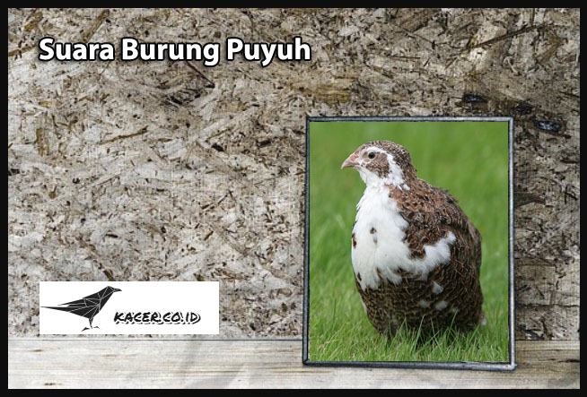 Download Suara Burung Puyuh Mp3